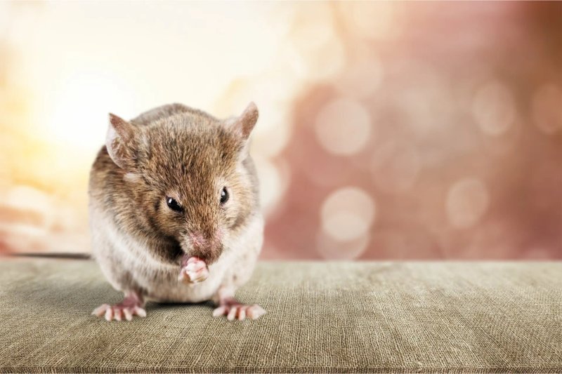 Derattizzazione topi e ratti a Bologna